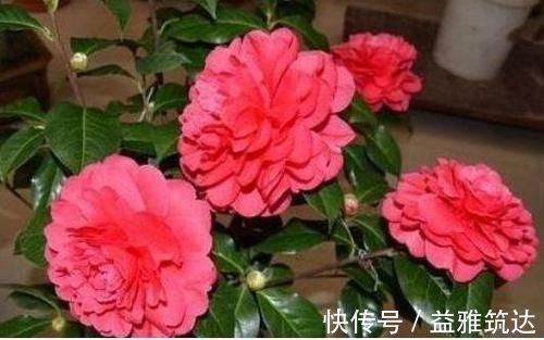 凤仙花性|3种花“超好养”，不怕冷、不怕热，开花漂亮花期长！