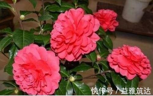 3种花“超好养”,不怕冷、不怕热,开花漂亮花期长!