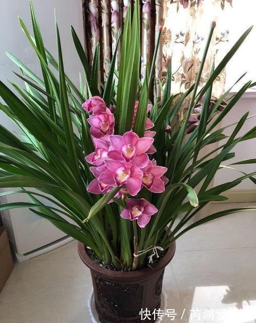 招财|客厅养花有讲究,6种花招财又美观,富贵人家都养了