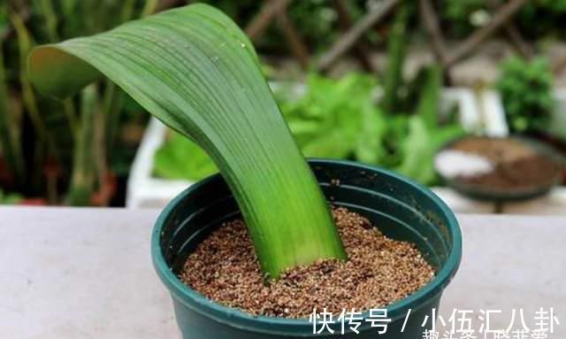 基质|君子兰不用买，一片叶子就能长出一整盆，生根快成活率高