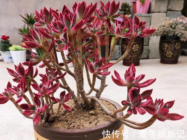 条件|如果有露养的条件，别错过这5款多肉，出了状态红似火漂亮极了