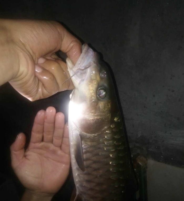 鳞片|罕见!男子桥下钓起“铁甲草鱼”,网友:好多年没见过