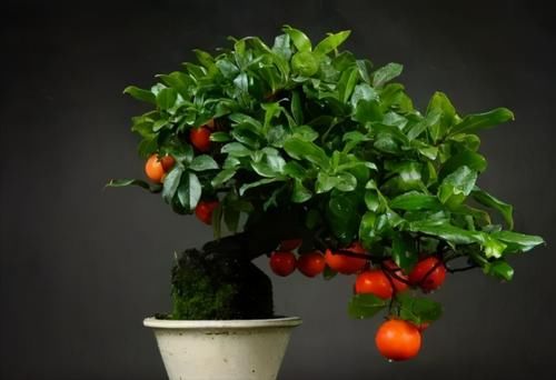 使用金属丝给盆景做造型蟠扎时，注意12个方面的技巧，做好造型