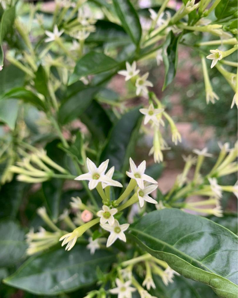 花友们|夏天室外养花，蚊子太多了，种点驱蚊草试试