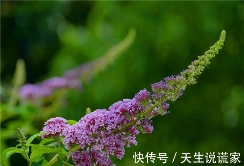 不如养盆醉鱼草吧,扔进池塘能让鱼儿沉醉,养护简单只需3招