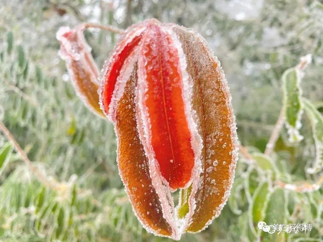 记忆 ｜寒潮再次来袭，还记得前几天的雪吗？