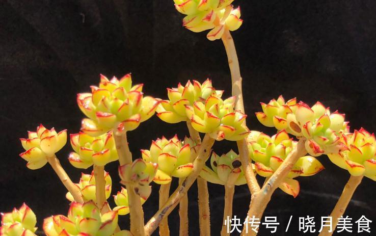 你的多肉不生根,服盆期焦虑,这样处理轻松生根服盆