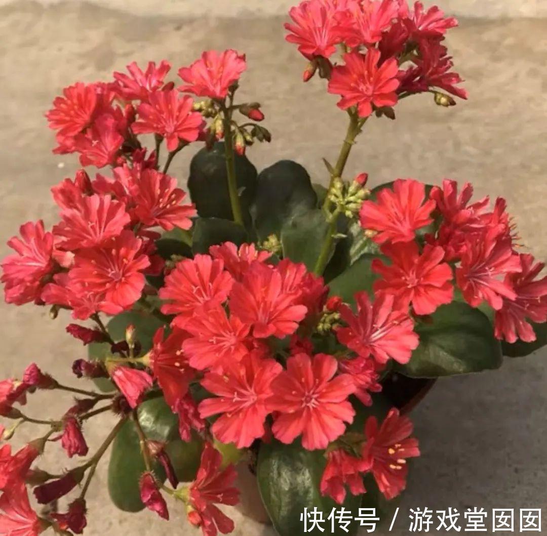 多肉露薇花，四季开花不停，你确定不养一盆