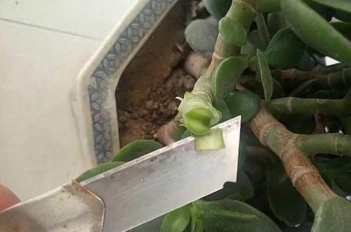 玉树|长寿花教你一招,老桩来的快,开的花也多,现在养护正当时