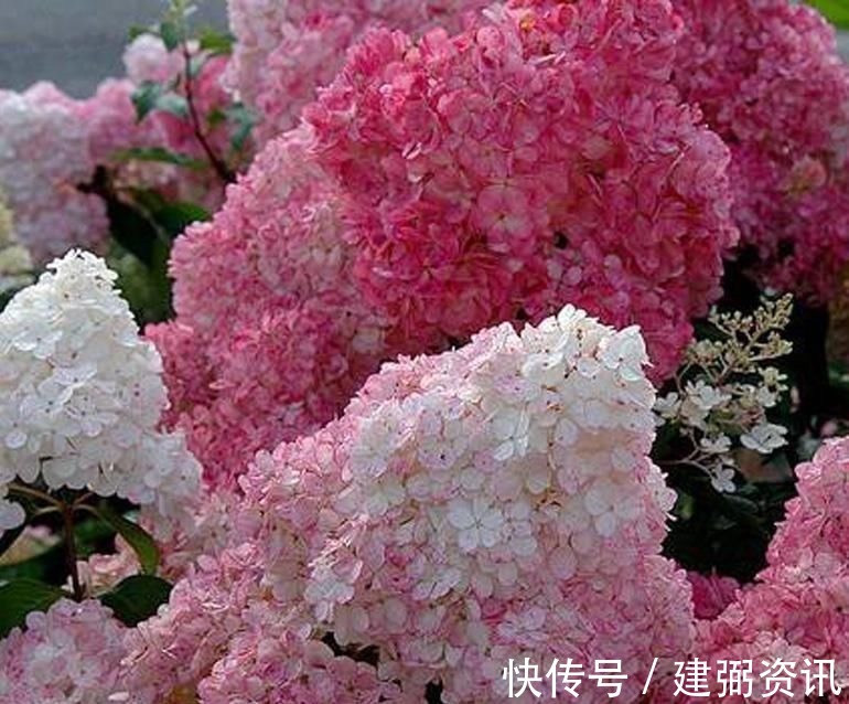 花型巨大，酷似火炬的绣球花，一年变小树，越冷越美艳