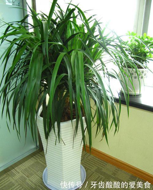 10大健康花,建议养一盆,不但能吸废气制氧气,还好养贵气