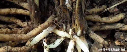 君子兰|君子兰“离不开”2种水,1年换着“浇”,冒“白根”、开花多