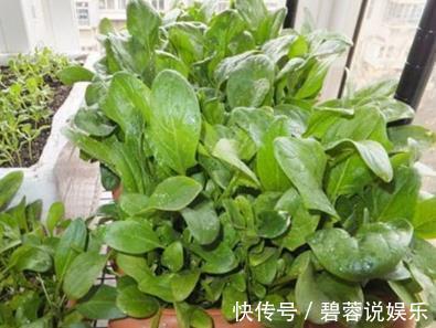韭菜|最适合在家种的三种蔬菜，一盆长满一大片，够全家吃一冬！