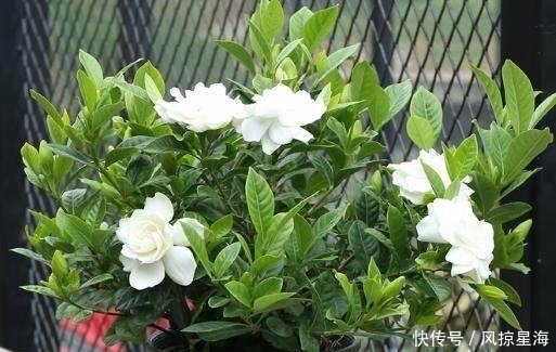 栀子花盆里挖个坑,养5年也不黄叶,枝头蹭蹭冒花苞,爆满盆