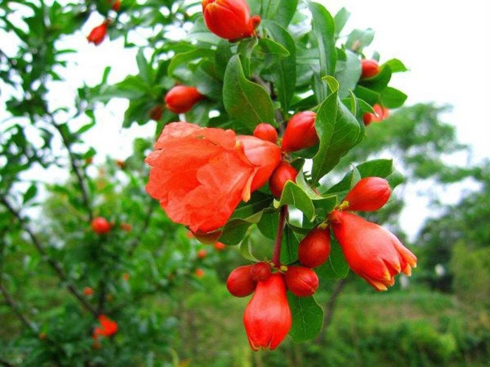  绿萝|此“花树”比绿萝好养10倍，见土就活、浇水疯长，花朵又红又大