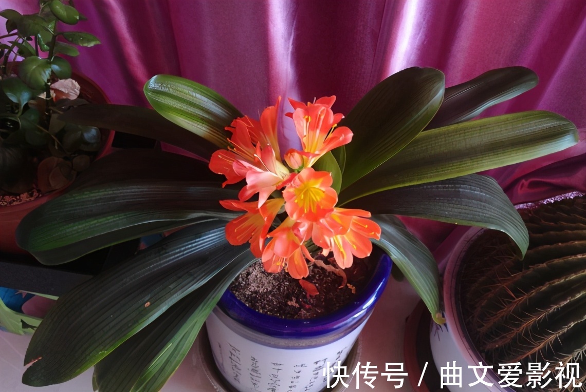 养君子兰|别郁闷,君子兰盆栽不开花了,满足4个条件,花开得停不下来