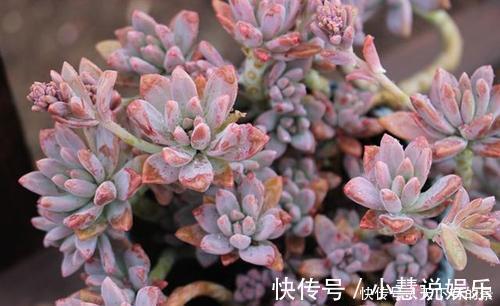杂交品种|20款高贵梦幻紫色多肉，养一盆“紫气东来”，总有一款是你喜欢的