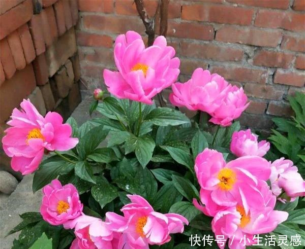 天冷的地方,我建议你养这5种花,开花非常漂亮,扛冻能力杠杠的!