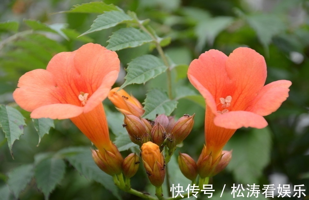 凌霄|此花是声誉的象征，是对母亲的热情与爱，是理想的花卉