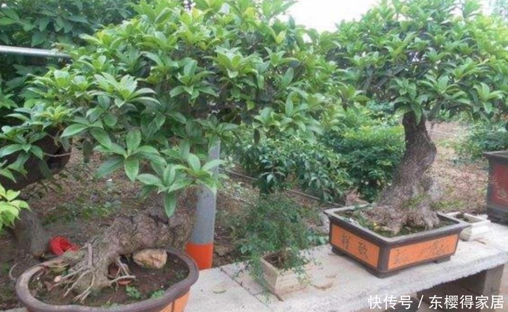 枝叶|养桂花,叶子发黄长不旺,用上“2种肥”,长得枝叶繁茂