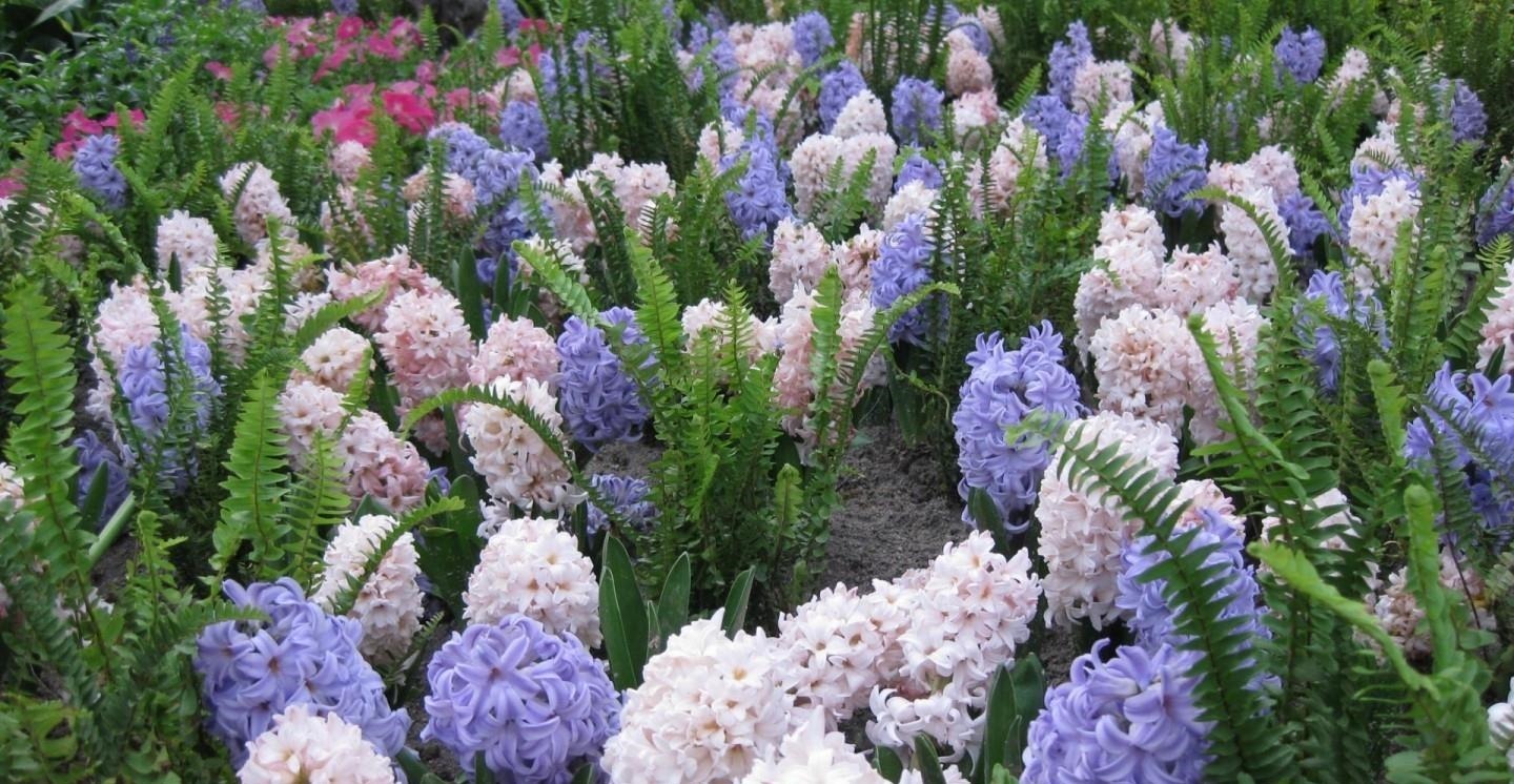 夹竹桃|家中千万不要摆这些绿植,对身体不仅没有帮助,还会起反作用