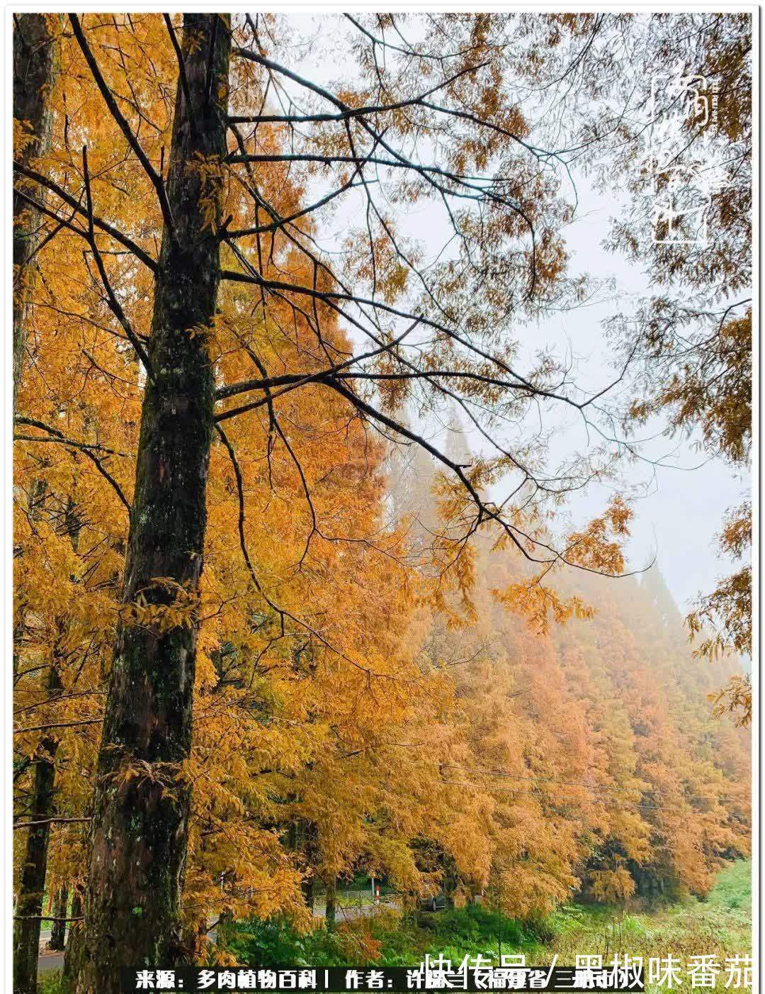 尖尖|养多肉两年,美丽与赏心悦目并存!