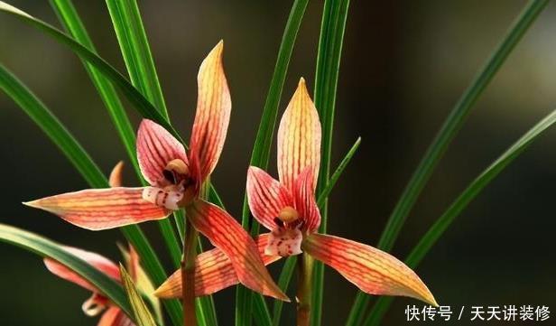 成活率|如何让兰花快速服盆?须知3点