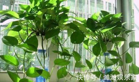 叶片|绿萝越养越小改3个毛病，一会“绿瀑布”，一会“绿萝墙”