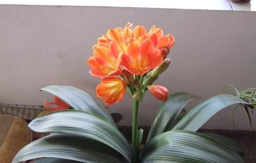 哈辉|家里养君子兰，3个位置不能摆放，不然黄叶不开花，别忽视