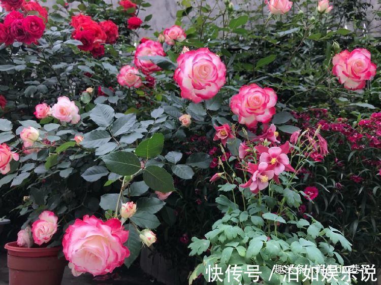 喜欢牡丹，不如养珍品玫瑰“摩纳哥公爵”，妖艳似美姬，沁人心脾