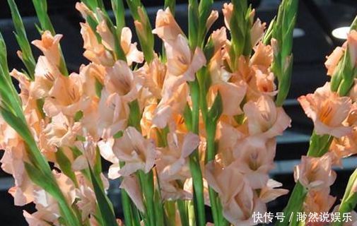 盆栽|“玫瑰珍品”土星王阳台,丰腴婀娜,花色温馨,堪称养花必备