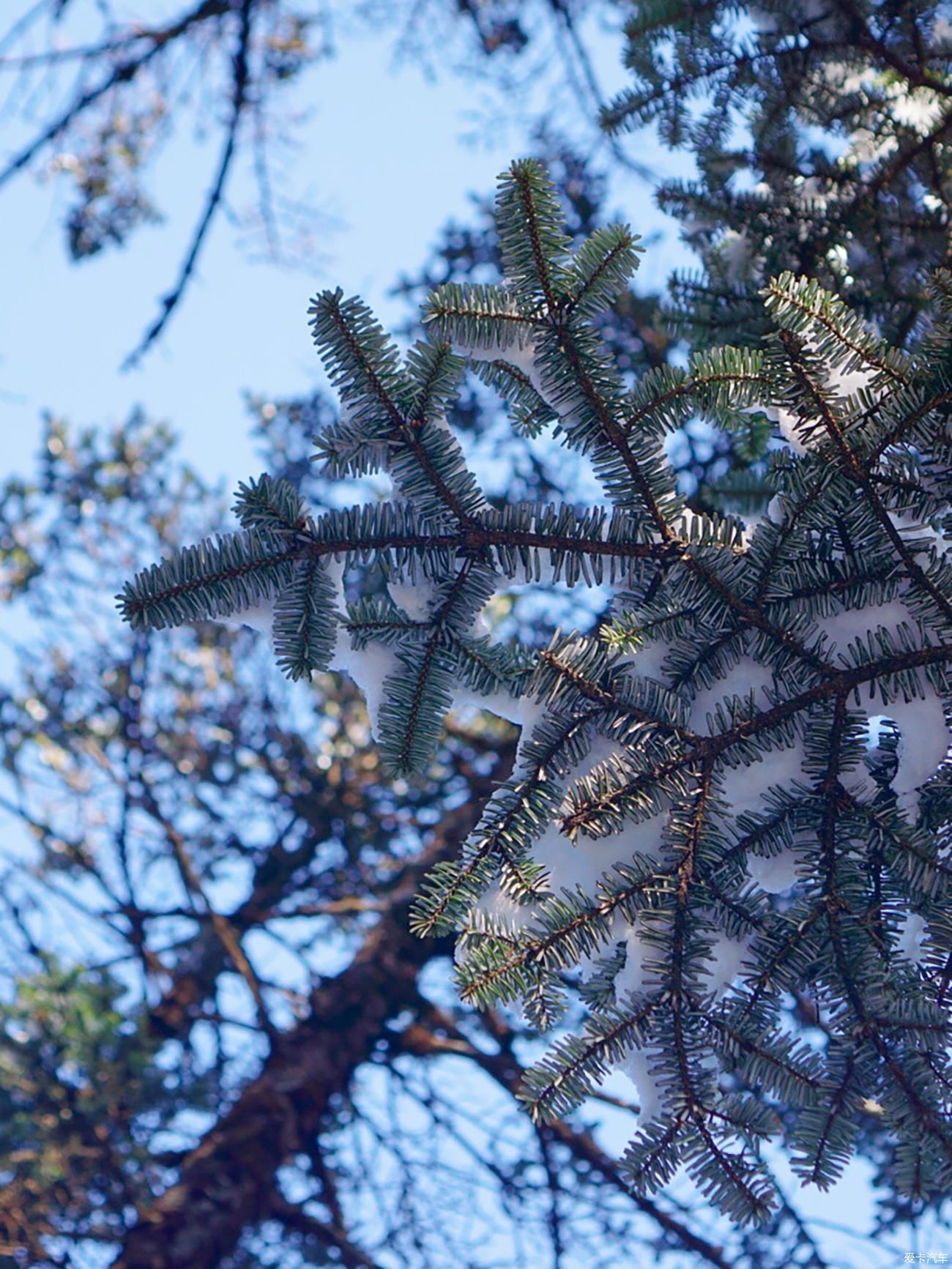 西岭雪山犹如仙境