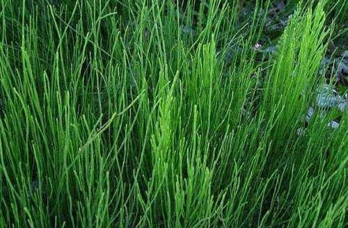 日常生活中|农村一株不起眼的野草,没想到还是我们日常生活中最重要的中草药