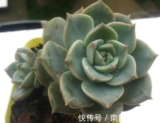 万万想不到此个，多肉竟然占，人气排行榜第一