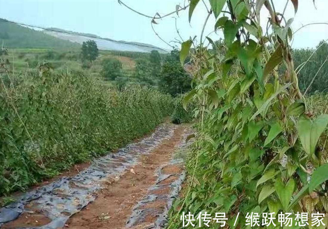 幼苗|你是否知道呢,菊叶薯蓣培养的方法,跟我一起了解一下吧