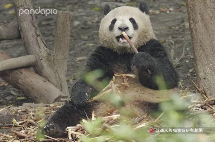  小龙女|当大熊猫遇上《神雕侠侣》