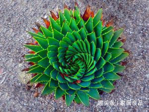 植株|“病菌”超怕的5种花,家里养一盆,老人、小孩“少生病”