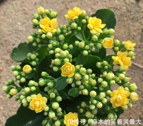 秋天应该买什么花!