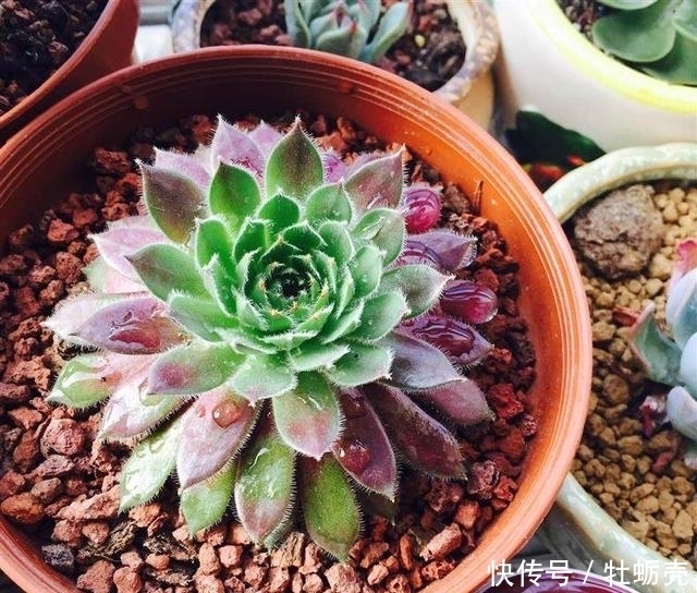 兰石|7字秘诀来养多肉,入坑9年多肉植物没徒也没腐