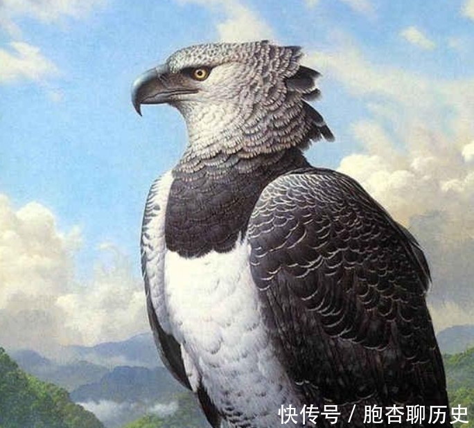 神雕|《神雕侠侣》中“神雕”真的存在?全世界还剩不到1千只