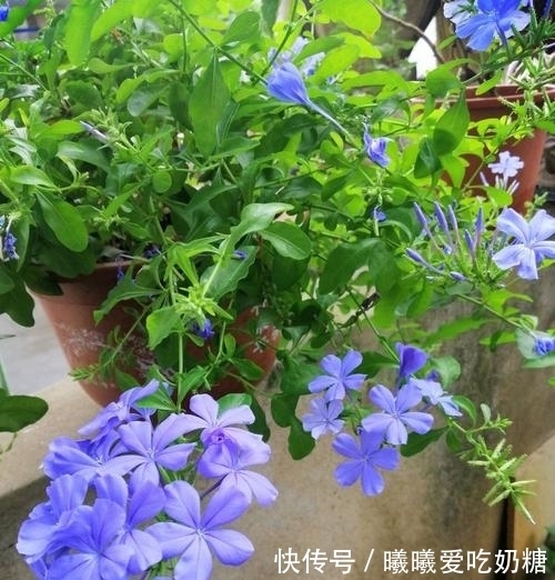高手|养花高手也在学的5个爆花技巧,拿走不谢!