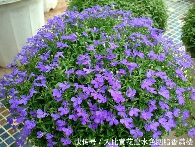 家里养上4种花，个个美出状态，花朵迷人，阵阵花香