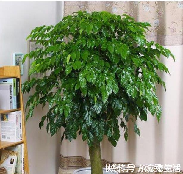 幸福树幸福树|阳台养花就选4种，沾点水就疯长，开花勤还爱爆盆，美