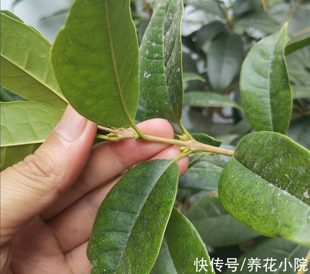 花芽|桂花长花苞期，给它补上1种肥，开花早香味浓