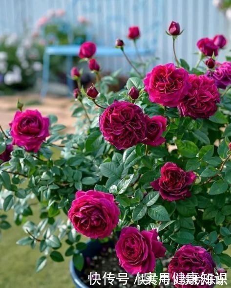 阳性|4种最耐晒的花，越晒花越多，夏季也不怕，家里有院子的可别错过！