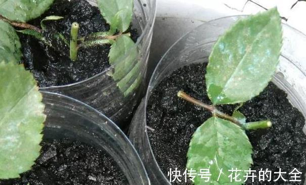 土壤|以下东西不要扔了,土里拌一些,养花效果好,改善土壤!