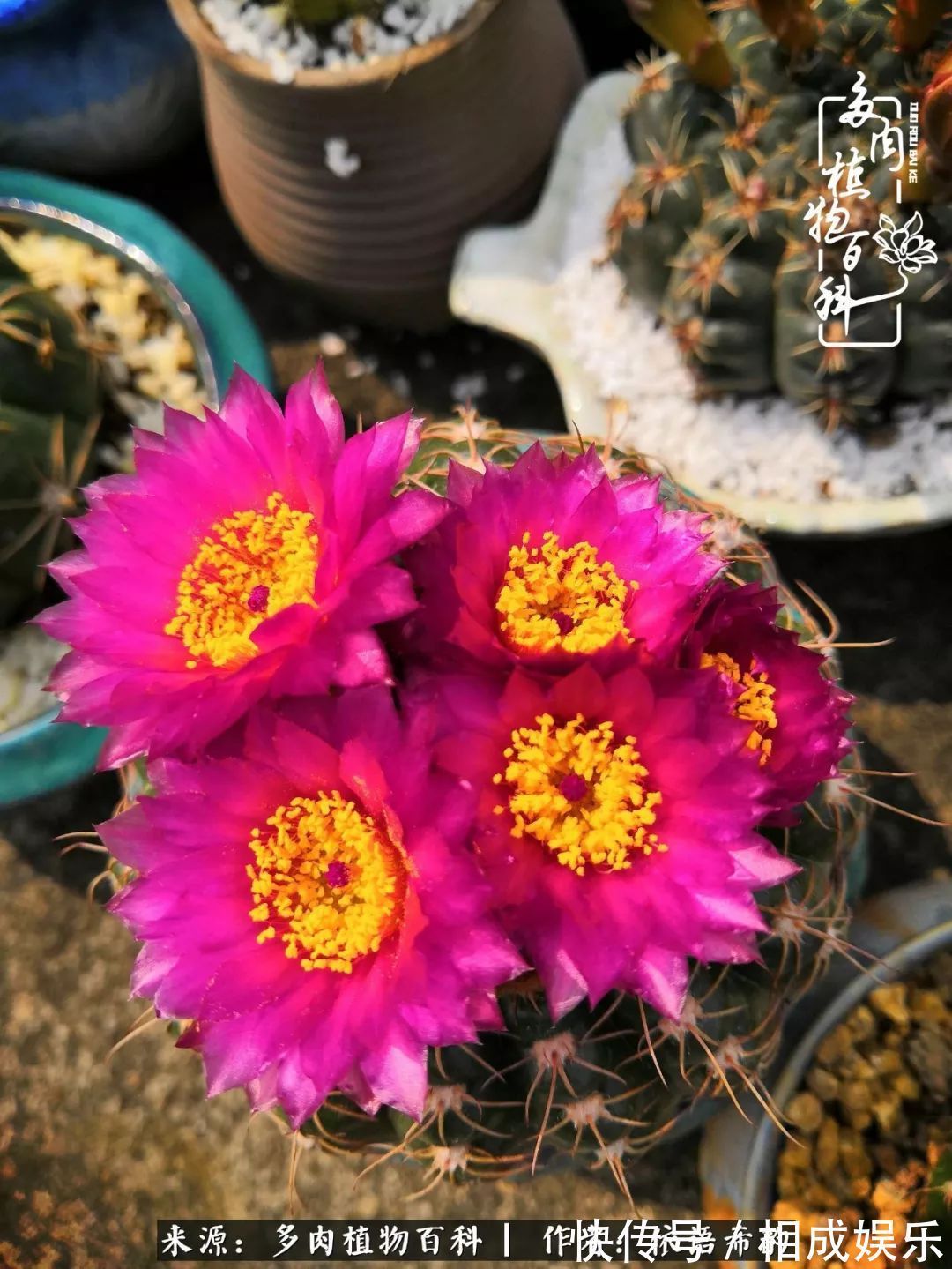 何以解忧，唯有多肉！目光所及，皆是喜欢！