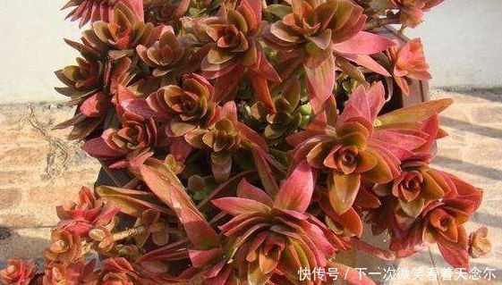 新手养花，不如养盆花中精品“火祭”，红艳似火，美丽动人