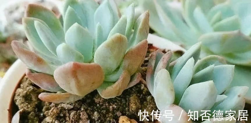 多肉出现这3种症状,就是在警示主人:该换盆土了!