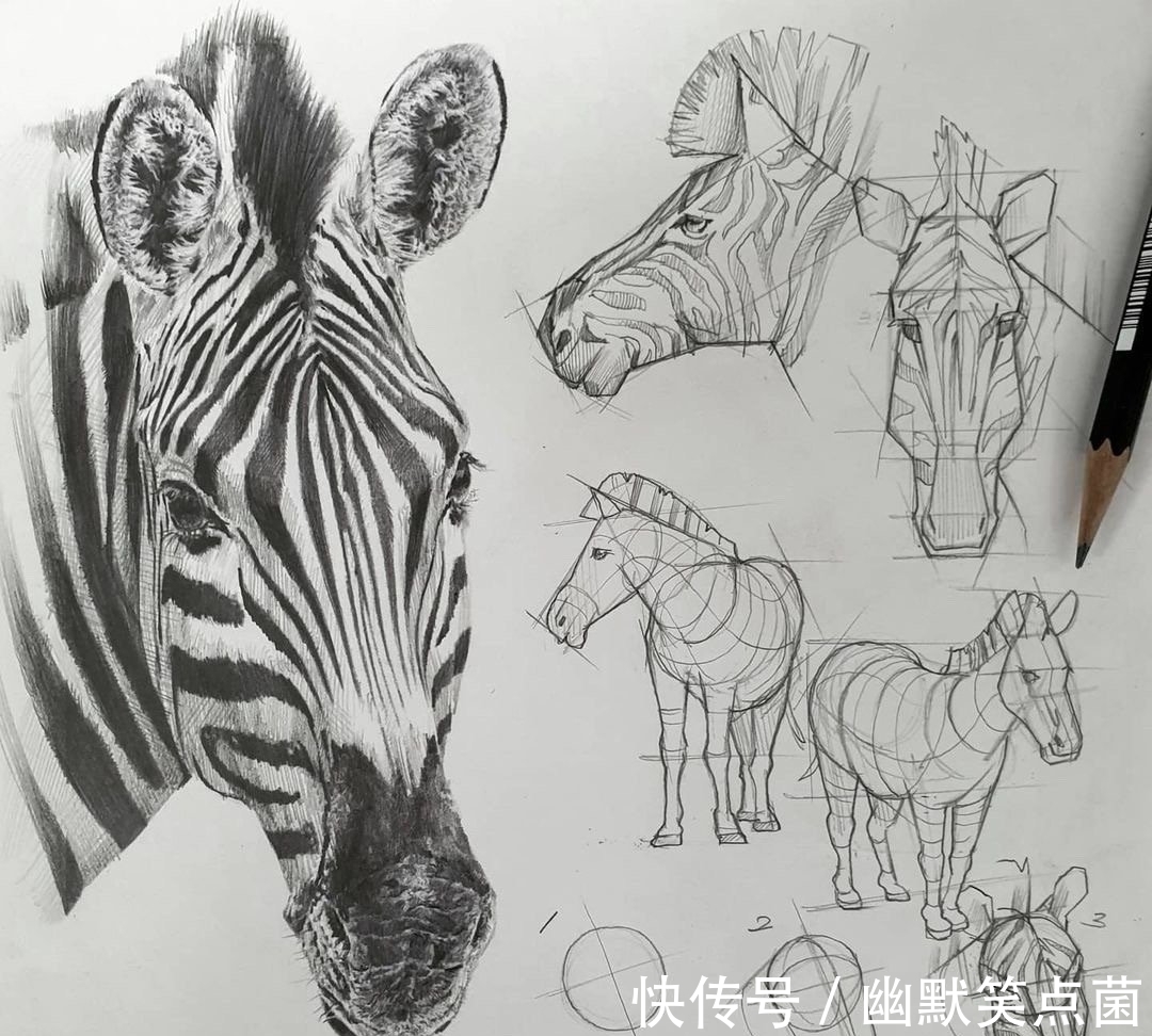 透视#动物素描很难画出体积感?其实是你的造型不对,老师都这样画的